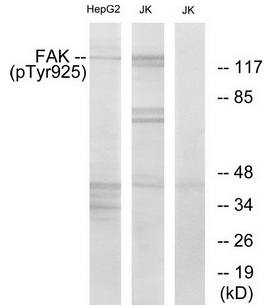 FAK (Phospho-Tyr925) Antibody
