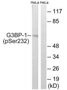 G3BP-1 (Phospho-Ser232) antibody