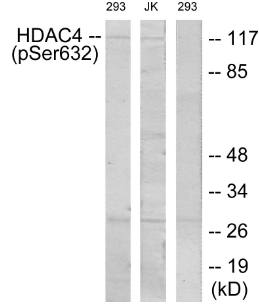 HDAC4 (Phospho-Ser632) antibody