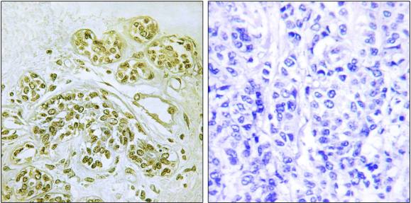 IκB-α (Phospho-Tyr42) Antibody