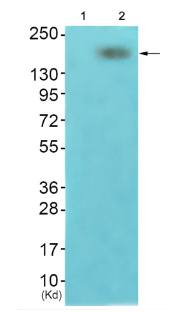 IRS-1 (Phospho-Ser312) antibody