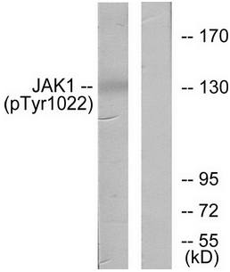 JAK1 (Phospho-Tyr1022) antibody