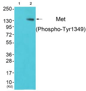 Met (Phospho-Tyr1349) Antibody