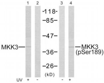 MKK3 (Phospho-Ser189) antibody