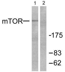 mTOR (Phospho-Ser2448) antibody
