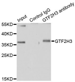 GTF2H3 antibody