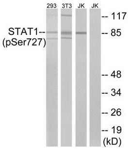 STAT1 (Phospho-Ser727) antibody