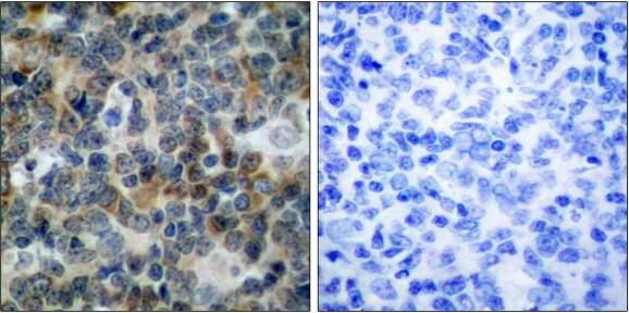 VASP (Phospho-Ser238) antibody