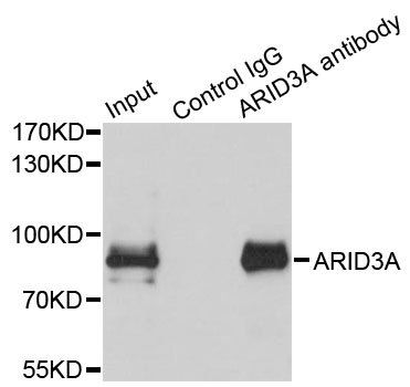 ARID3A antibody