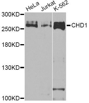 CHD1 antibody