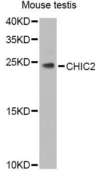 CHIC2 antibody