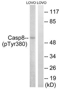 Caspase 8 (Phospho-Tyr380) Antibody