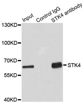 STK4 antibody