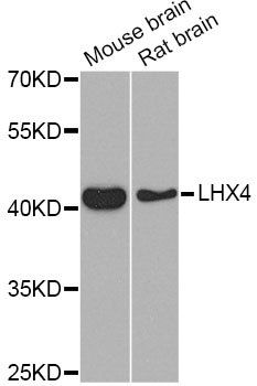LHX4 antibody