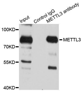 METTL3 antibody
