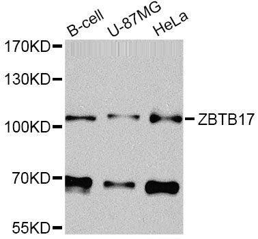 ZBTB17 antibody
