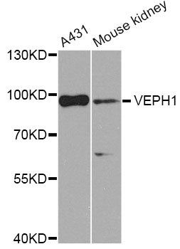 VEPH1 antibody