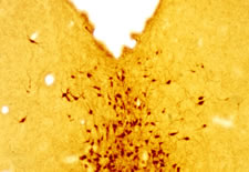 5HT (Serotonin) Antibody