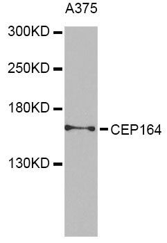 CEP164 antibody
