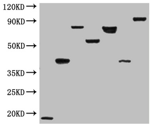 Flag Tag Monoclonal Antibody