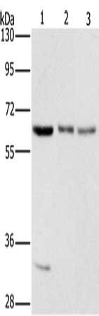 AAAS Antibody