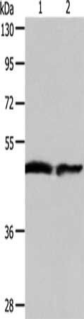 AADAC Antibody