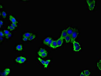 AAK1 Antibody