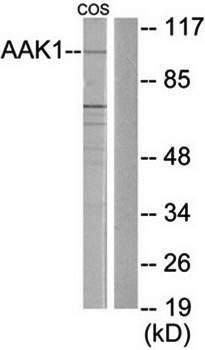 AAK1 Antibody