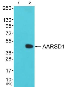 AARSD1 antibody