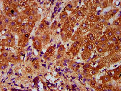 AASS Antibody