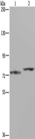 AATF Antibody