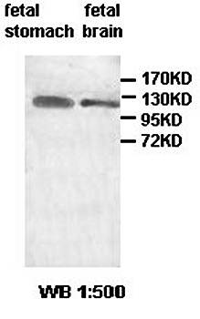 AATK antibody