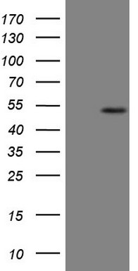 ABAT Antibody