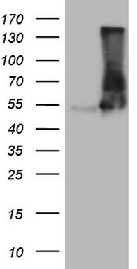 ABAT Antibody