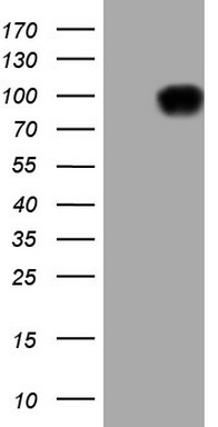 ABAT Antibody