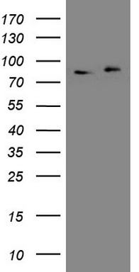 ABAT Antibody