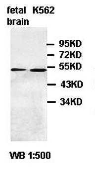 ABCA10 antibody