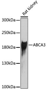 ABCA3 antibody