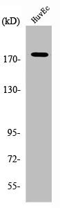 ABCA8 antibody