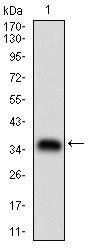 ABCB1 Antibody