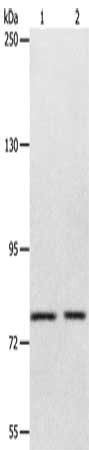 ABCB6 antibody