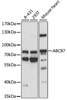 ABCB7 antibody