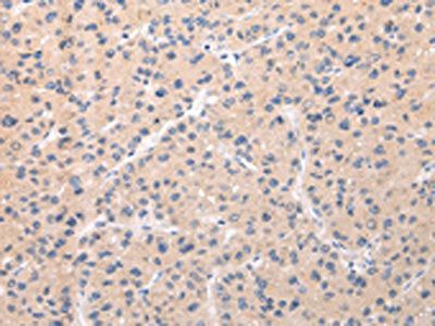 ABCC1 antibody