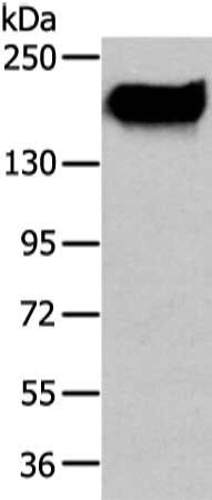 ABCC1 Antibody