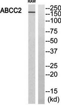 ABCC2 Antibody