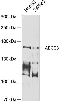ABCC3 antibody