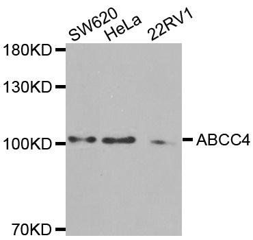 ABCC4 antibody