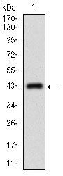 ABCC4 Antibody