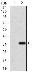 ABCC4 Antibody