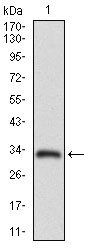 ABCC4 Antibody